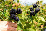 Ponca Thornless Blackberry