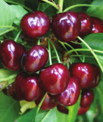 Early Star Sweet Cherry