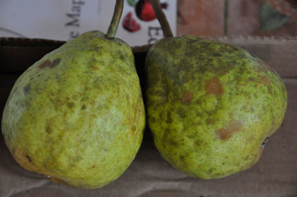 Organic Warren Pears
