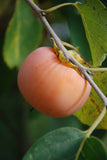 Ruby Persimmon