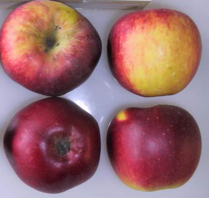 Full Circle Organic Granny Smith Min. Dia. 2 1/2 Inches Apples 3 Lb Bag, Apples