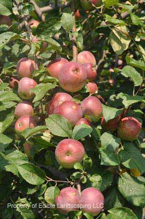 http://ediblelandscaping.com/cdn/shop/products/ApplelibertyfruitsDSC_0596_grande.jpg?v=1639522865
