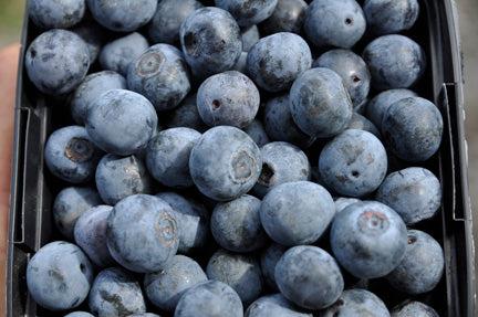 Tifblue Blueberry – Edible Landscaping