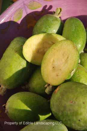 Feijoa aka Pineapple Guava
