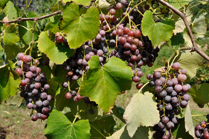 Neptune Bunch Grape Vine  Ison's Nursery & Vineyard