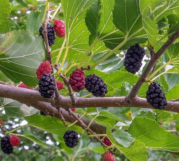  2 Pakistan Black Mulberry Tree, Edible Fruit Mulberry