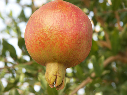 Kaj-Acik-Anor Pomegranate – Edible Landscaping