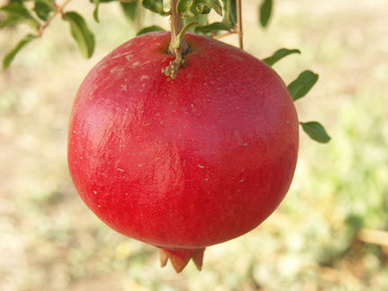 Parfianka Pomegranate