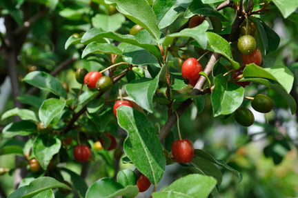 Goumi Beere Sweet Scarlet Pflanze - Frosthart, Selbstbefruchtend & Super Süße Früchte
