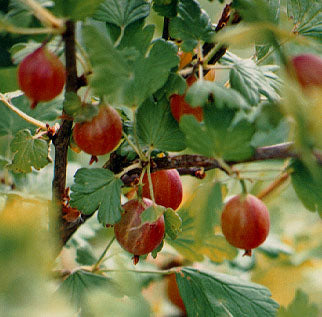 Jahn's Prairie Gooseberry