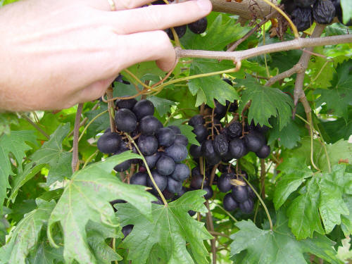 Neptune Bunch Grape Vine  Ison's Nursery & Vineyard