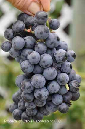 http://ediblelandscaping.com/cdn/shop/products/grapeamerica2011_DSC0266_grande.jpg?v=1643748021