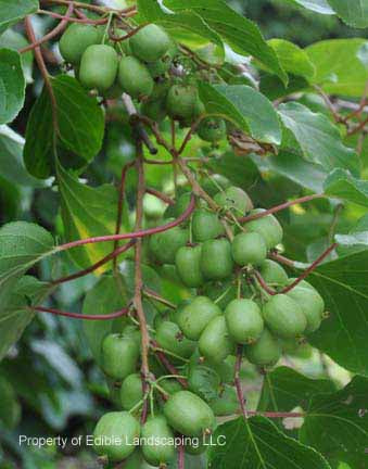 kiwi fruit tree leaves