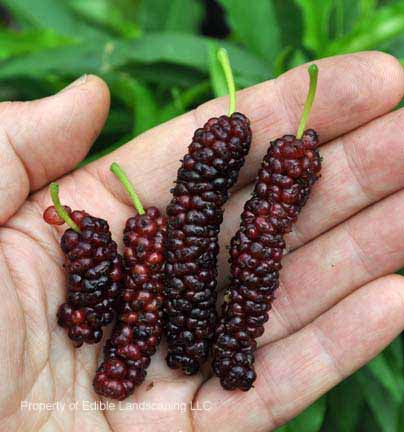  2 Pakistan Black Mulberry Tree, Edible Fruit Mulberry