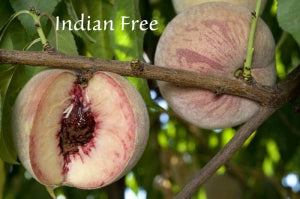 Indian Blood Free Peach