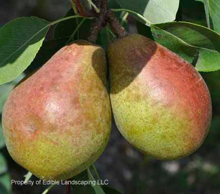 Bartlett Pear Tree  LA Landscape Supply