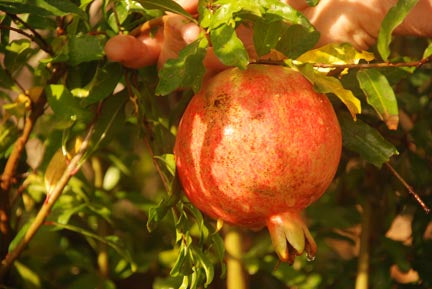 Picking time for pomegranates differs with variety, Home and Garden