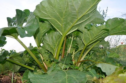 Victoria Rhubarb Plant