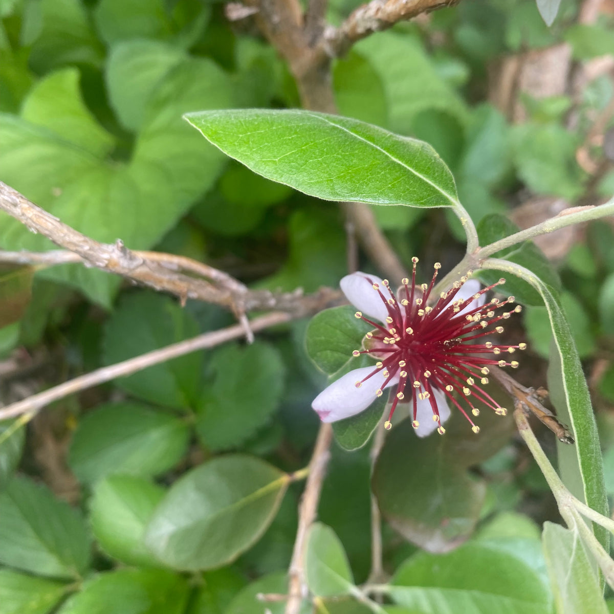 Feijoa — Edible Landscaping