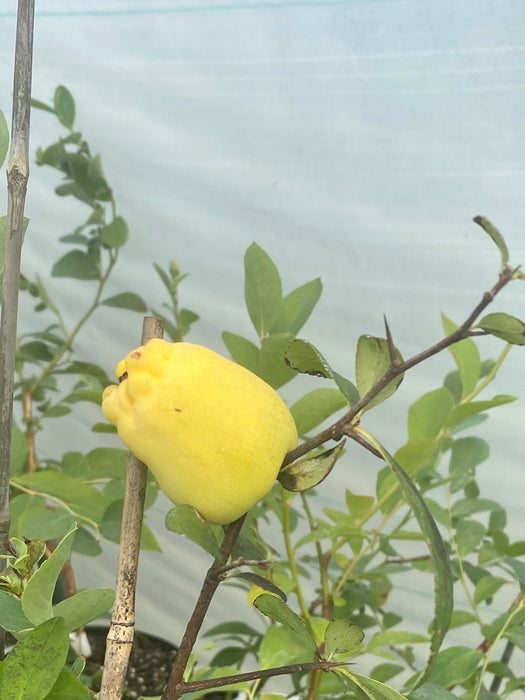 Toyo Nishiki--Seedling (a child of Toyo Nishiki)