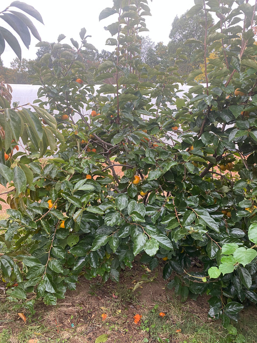 TamKam Persimmon aka Tam Kam persimmon