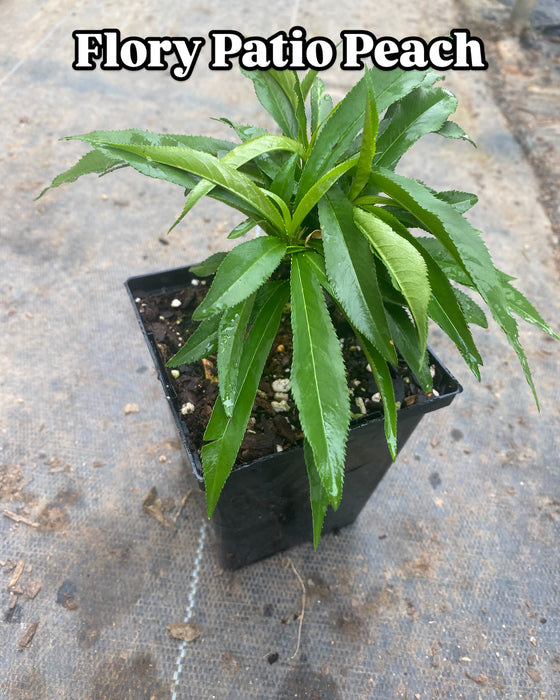 Flory Patio Peach
