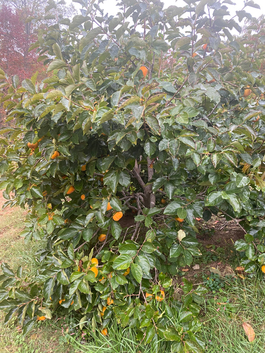 TamKam Persimmon aka Tam Kam persimmon