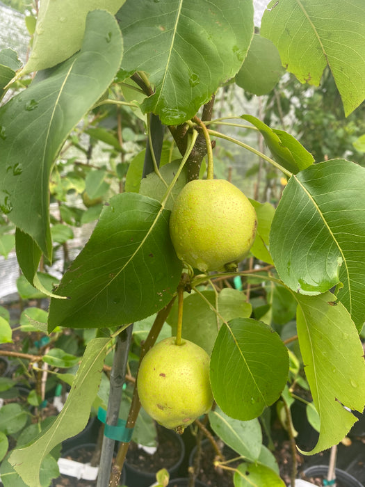 Shin Li Pear