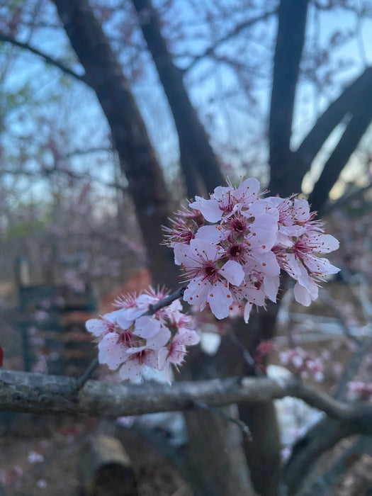 All Red Purple Leaf Plum