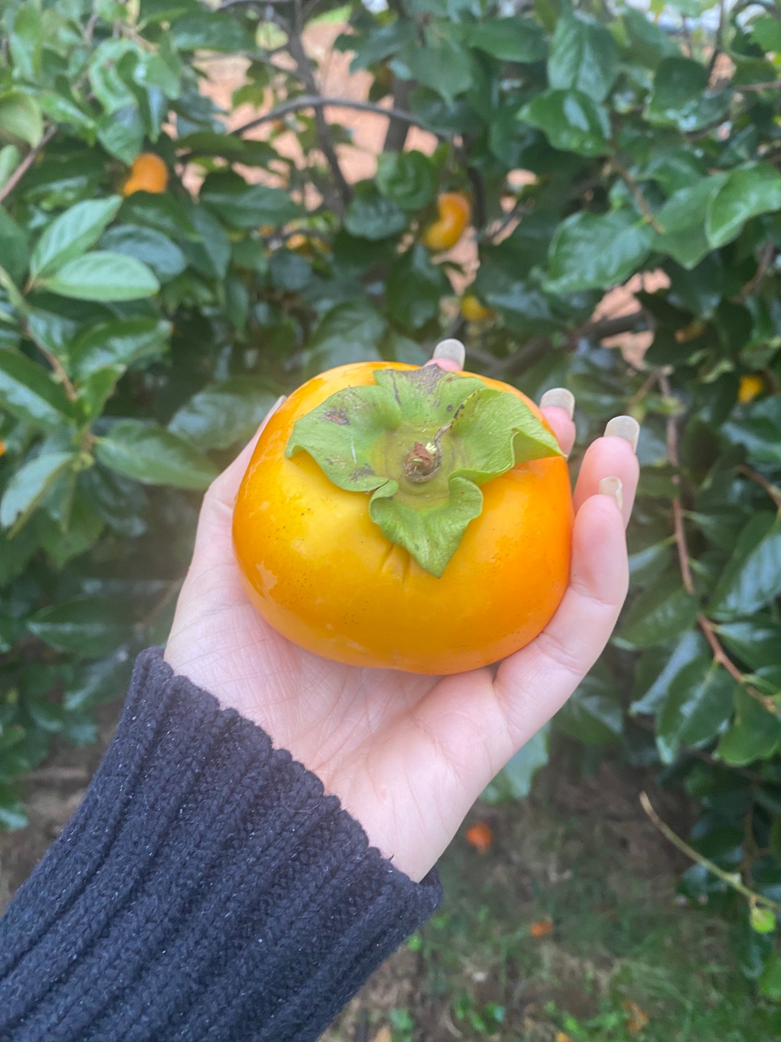 Persimmon — Edible Landscaping