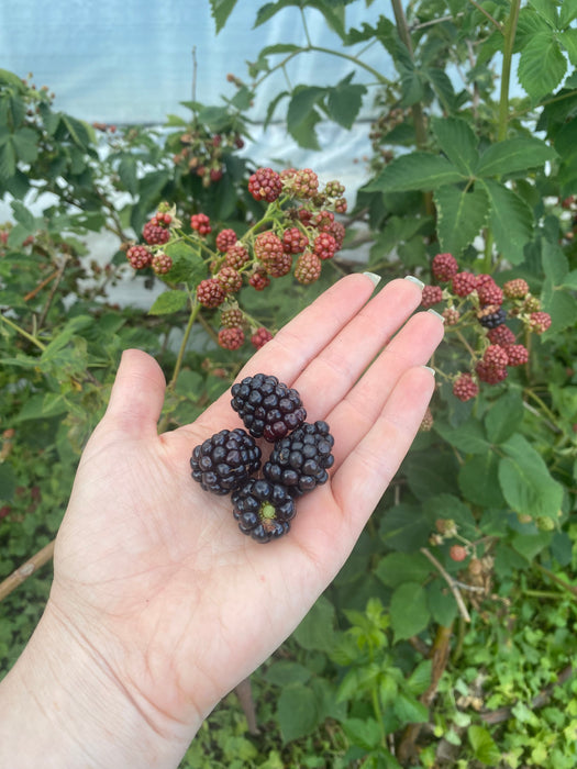 Schultz Thornless Blackberry