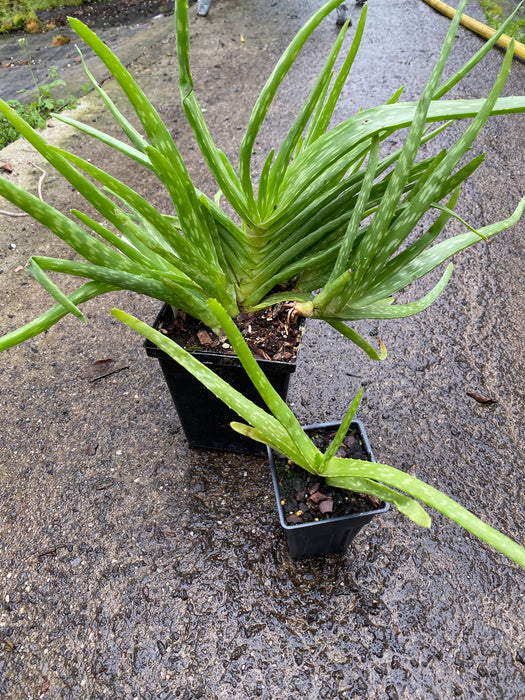 Aloe Vera