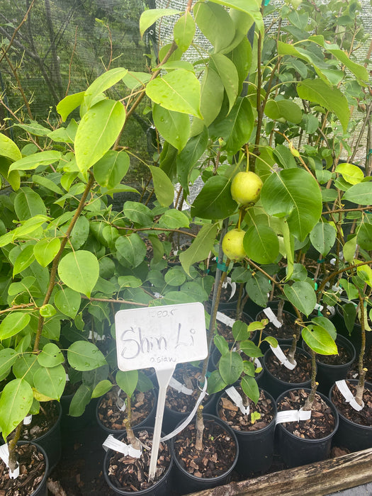Shin Li Pear