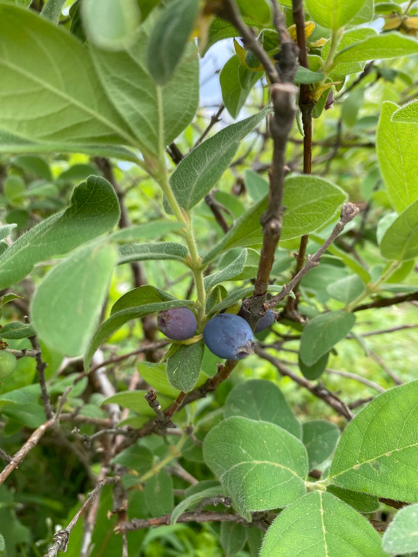 Haskap aka Honeysuckle