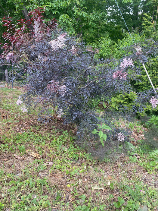 Black Lace Elderberry