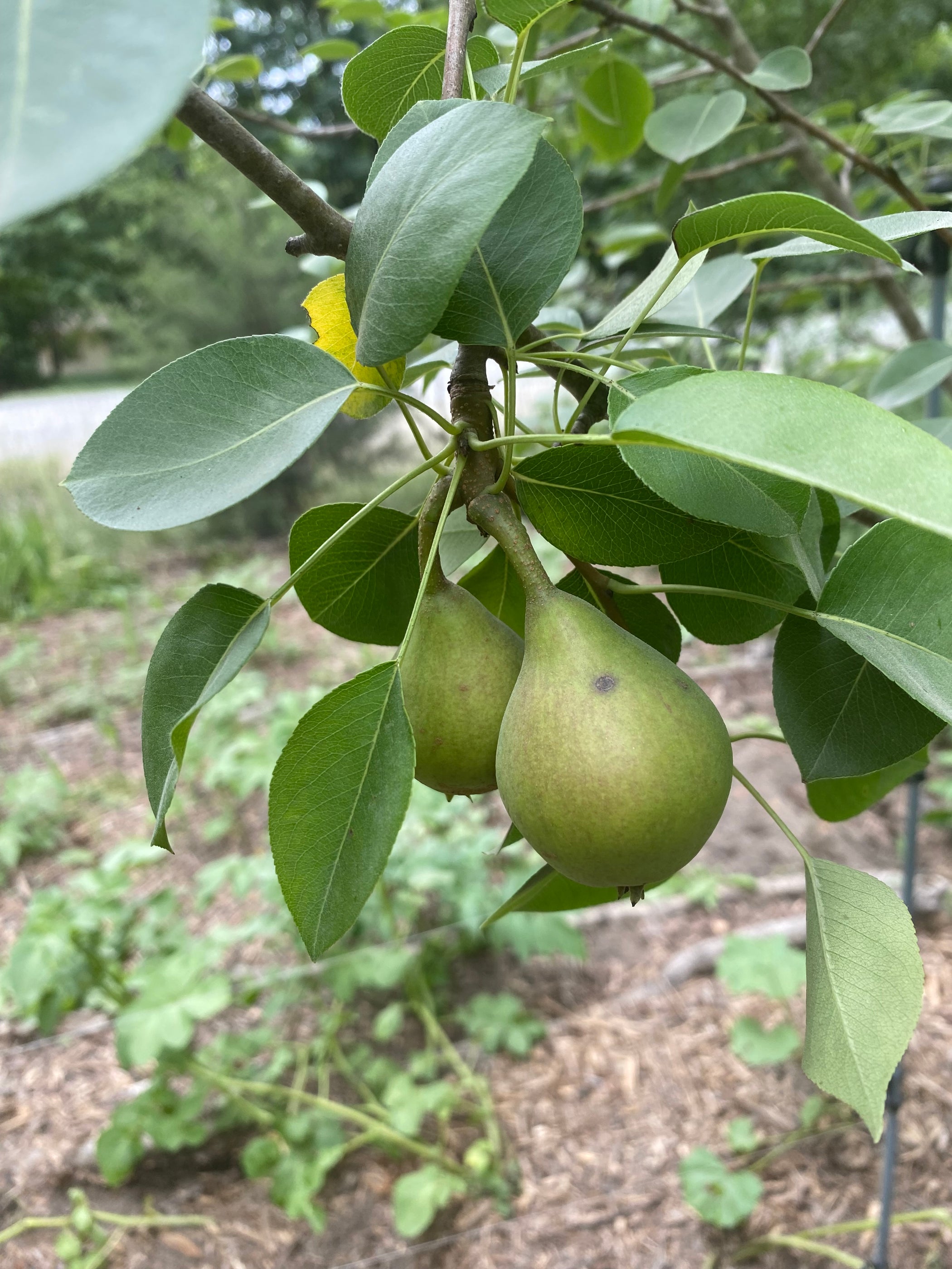 Warren Pear — Edible Landscaping