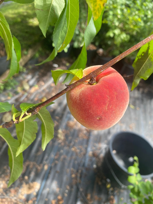 Belle Of Georgia Peach