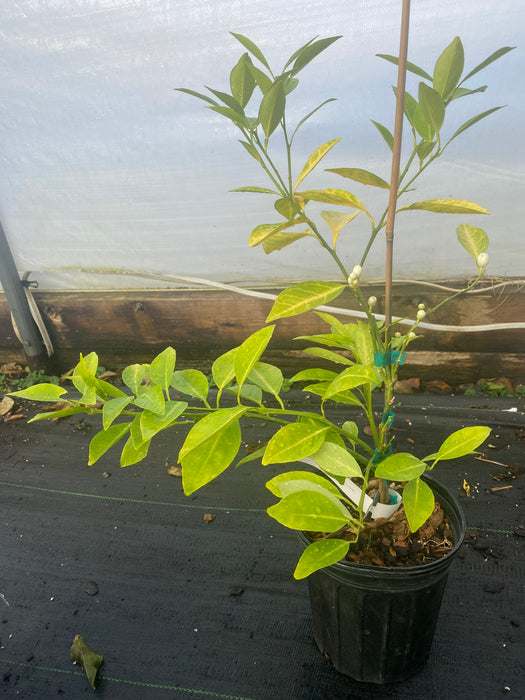 Fukumoto Navel Orange