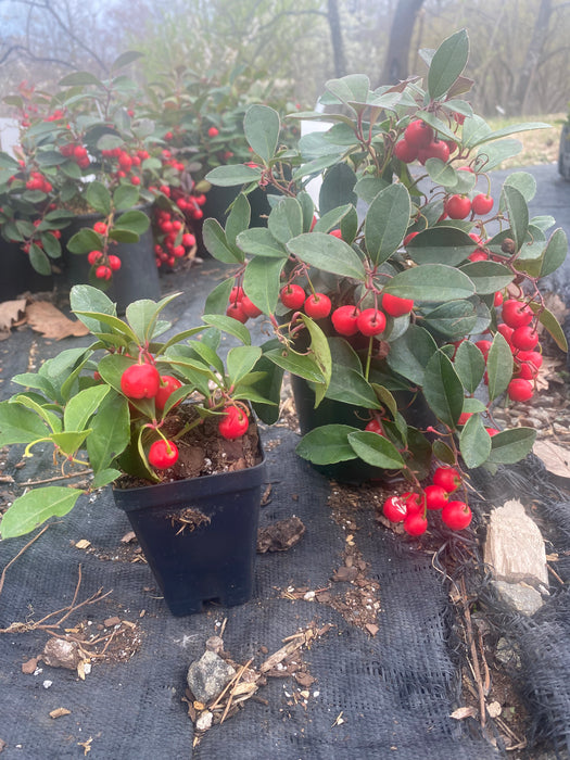 Cherry Berry Wintergreen