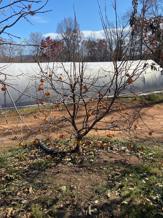 TamKam Persimmon aka Tam Kam persimmon