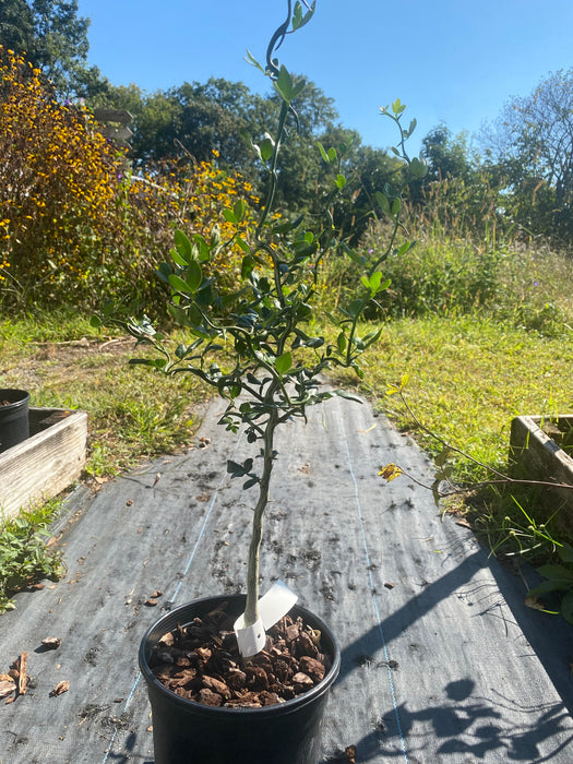 Flying Dragon Trifoliate Orange