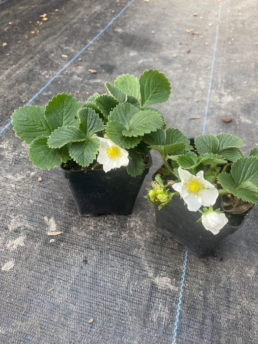 Sweet Charlie Strawberry