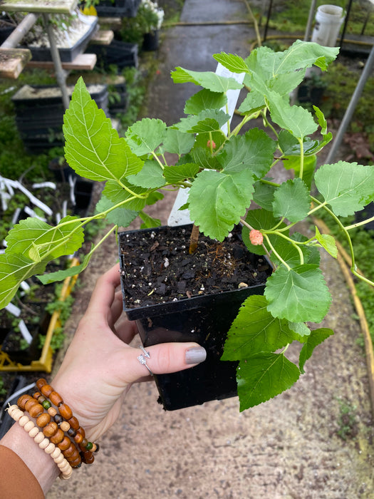 Weeping Mulberry