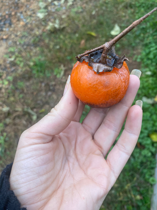 Rosseyanka Persimmon
