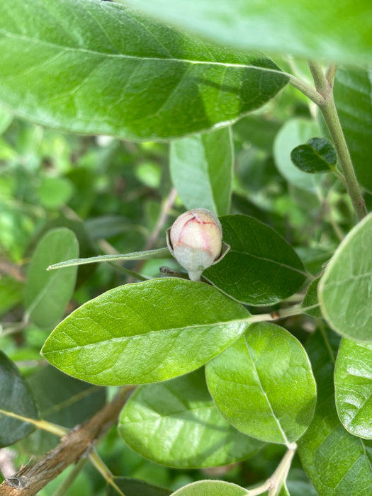 Feijoa aka Pineapple Guava