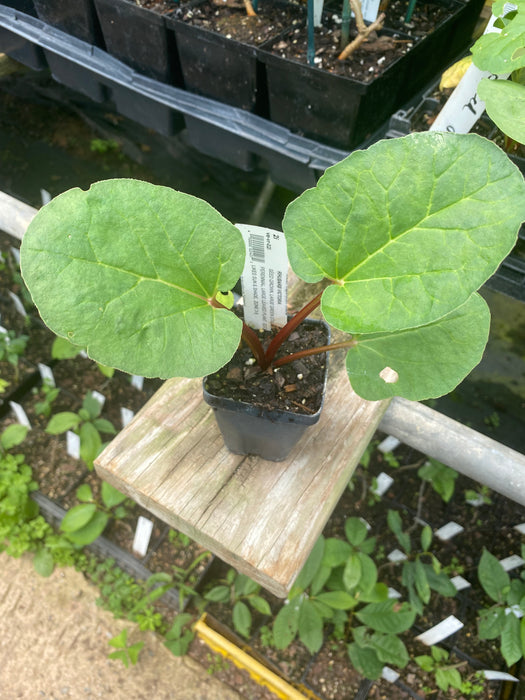 Victoria Rhubarb