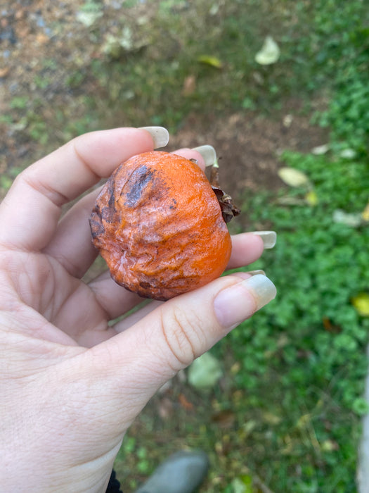 Rosseyanka Persimmon
