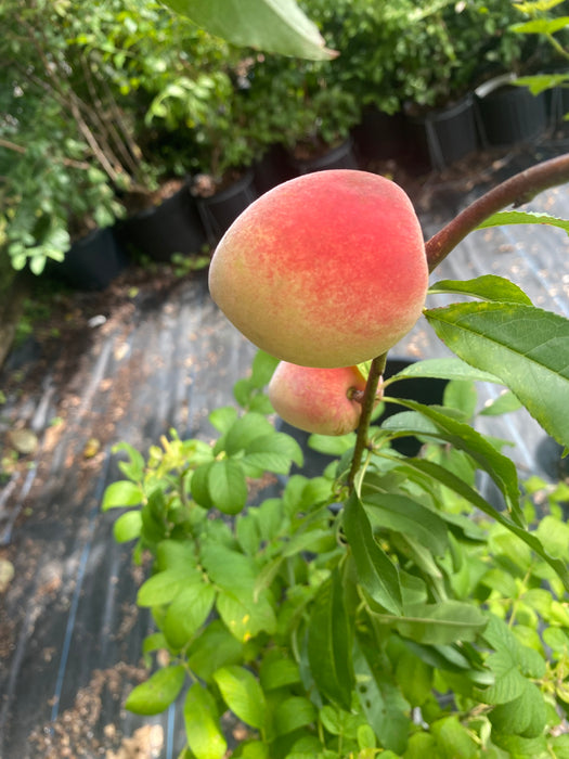 Belle Of Georgia Peach