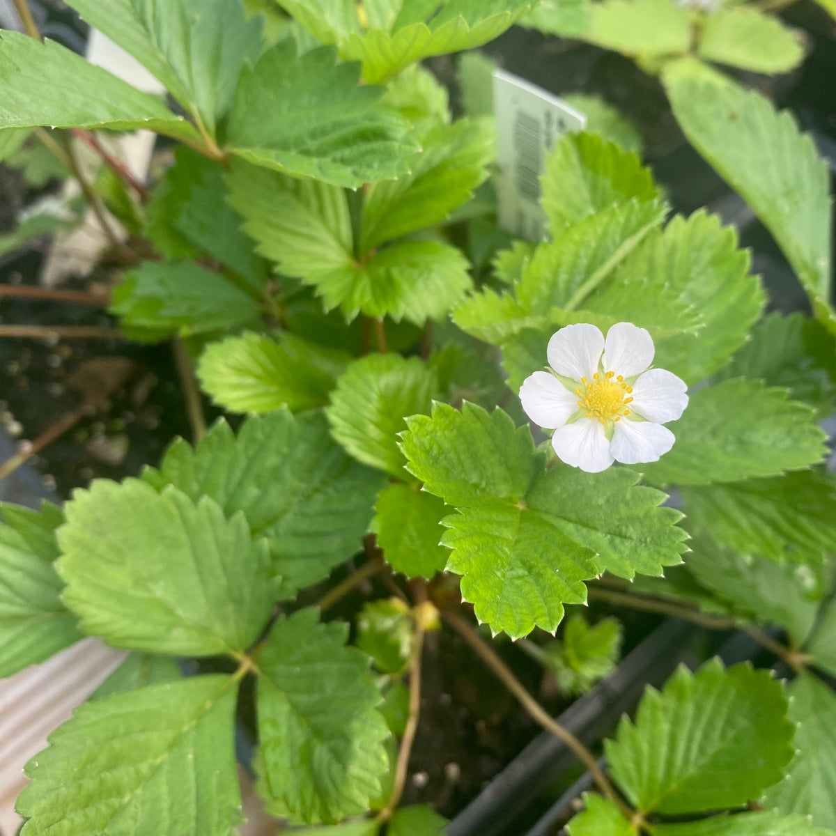 Yellow Wonder Alpine Strawberry — Edible Landscaping