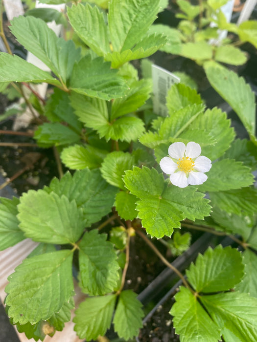 Yellow Wonder Alpine Strawberry